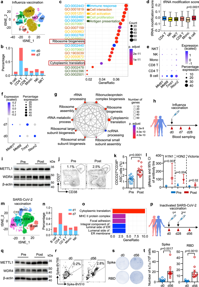 Aberrant METTL1-mediated tRNA m7G modification alters B-cell responses in systemic autoimmunity in humans and mice