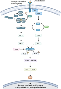 Brain volumes in genetic syndromes associated with mTOR dysregulation: a systematic review and meta-analysis