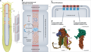 Exploring the function of plant root diffusion barriers in sealing and shielding for environmental adaptation