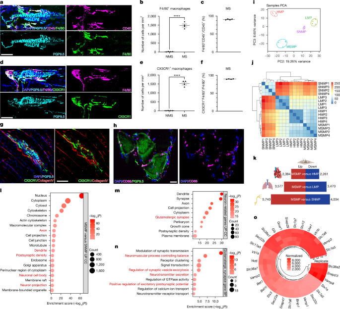 Macrophages excite muscle spindles with glutamate to bolster locomotion