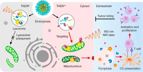 Lysosome-Mitochondria Cascade Targeting Nanoparticle Drives Robust Pyroptosis for Cancer Immunotherapy