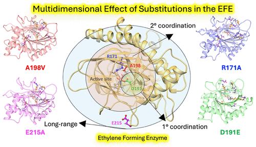How Do Variants of Residues in the First Coordination Sphere, Second Coordination Sphere, and Remote Areas Influence the Catalytic Mechanism of Non-Heme Fe(II)/2-Oxoglutarate Dependent Ethylene-Forming Enzyme?