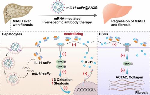 Prevent and Reverse Metabolic Dysfunction-Associated Steatohepatitis and Hepatic Fibrosis via mRNA-Mediated Liver-Specific Antibody Therapy