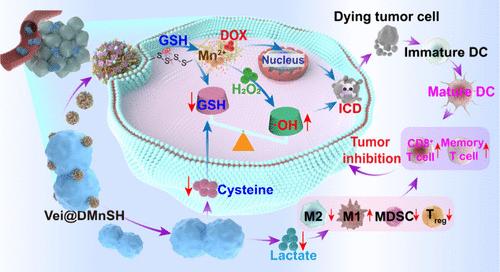 Lactate/Cysteine Dual-Consuming Probiotic–Nanomedicine Biohybrid System for Enhanced Cancer Chemo-Immunotherapy