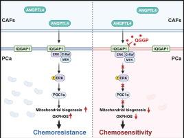 Cancer-associated fibroblasts regulate mitochondrial metabolism and inhibit chemosensitivity via ANGPTL4-IQGAP1 axis in prostate cancer