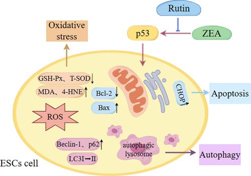Rutin Attenuates the Oxidative Damage Induced by Zearalenone in Piglet Endometrial Stromal Cells via the p53 Signaling Pathway