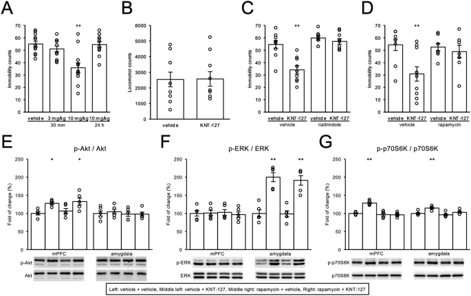 Delta opioid receptor agonists activate PI3K–mTORC1 signaling in parvalbumin-positive interneurons in mouse infralimbic prefrontal cortex to exert acute antidepressant-lie effects