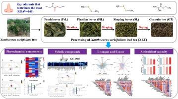 Dynamic changes in chemical components, volatile profile and antioxidant properties of Xanthoceras sorbifolium leaf tea during manufacturing process