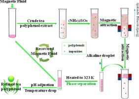Temperature-sensitive homogeneous magnetic fluid based aqueous two-phase system for the purification of polyphenols from crude extract of green tea leaves