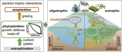 Eutrophication-Driven Changes in Plankton Trophic Interactions: Insights from Trade-Offs in Functional Traits