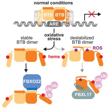 Dual BACH1 regulation by complementary SCF-type E3 ligases