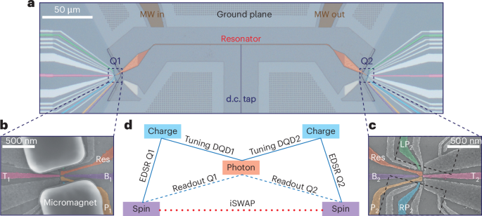 Cavity-mediated iSWAP oscillations between distant spins