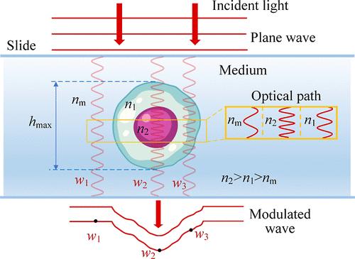 Refractive Index Morphology Imaging Microscope System Utilizing Polarization Multiplexing for Label-Free Single Living Cells