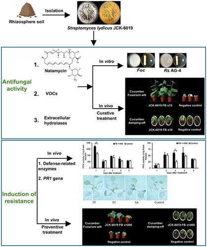 Biocontrol potential of natamycin-producing Streptomyces lydicus JCK-6019 against soil-borne fungal diseases of cucumber and characterization of its biocontrol mechanism