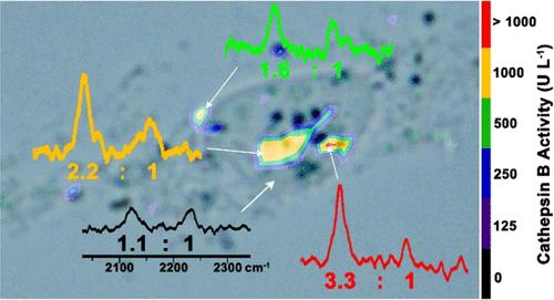 Spatially Quantitative Imaging of Enzyme Activity in a Living Cell