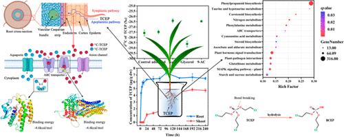 Stable Isotope and Multiomics Reveal Uptake, Translocation, and Transformation Mechanisms of Tris(2-chloroethyl) Phosphate in Wheat (Triticum aestivum L.)