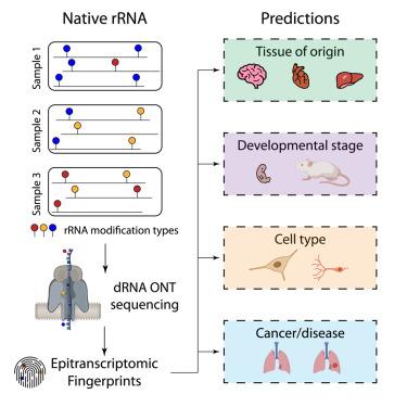 Epitranscriptomic rRNA fingerprinting reveals tissue-of-origin and tumor-specific signatures