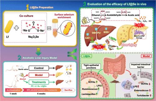 Intestinal Microbiomics and Liver Metabolomics Insights into the Ameliorative Effects of Selenium-Enriched Lactobacillus fermentum FZU3103 on Alcohol-Induced Liver Injury in Mice