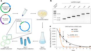 Efficient non-viral immune cell engineering using circular single-stranded DNA-mediated genomic integration