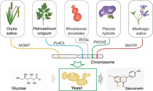 Multimodule Synthetic Redesign of Intracellular Metabolisms for the High-Titer de Novo Production of Sakuranetin in Yarrowia lipolytica