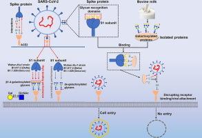 Key β1-4 galactosylated glycan receptors of SARS-CoV-2 and its inhibitor from the galactosylated glycoproteins of bovine milk