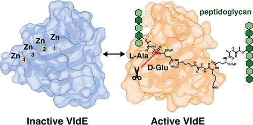 Characterization of VldE (Spr1875), a Pneumococcal Two-State l,d-Endopeptidase with a Four-Zinc Cluster in the Active Site
