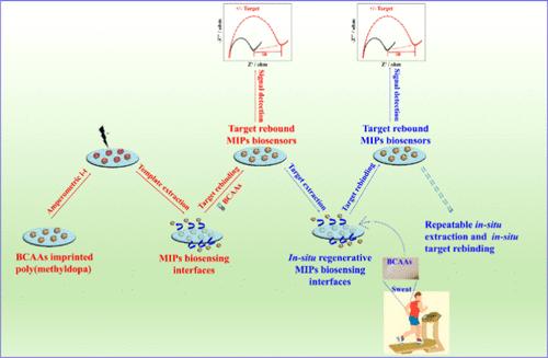 In Situ Regenerable Molecularly Imprinted Polymer Biosensor for Electrochemical Detection of Nonelectroactive Branched-Chain Amino Acids in Human Sweat