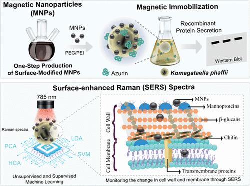 Machine Learning-Assisted SERS Reveals the Biochemical Signature of Enhanced Protein Secretion from Surface-Modified Magnetic Nanoparticles