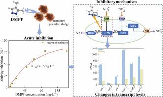 Transcriptional and molecular simulation analysis of the response mechanism of anammox bacteria to 3,4-dimethylpyrazole phosphate stress
