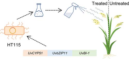The Bacteria-Derived dsRNA Was Used for Spray-Induced Gene Silencing for Rice False Smut Control