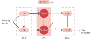 Amygdala intercalated cells form an evolutionarily conserved system orchestrating brain networks