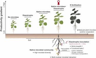 Synergy of diazotrophs with native soil microbes improves poplar traits