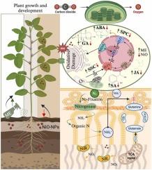 Melatonin mitigates Nickel oxide nanoparticles induced phytotoxicity in soybean by reducing metal accumulation, enhancing antioxidant defense and promoting nitrogen assimilation