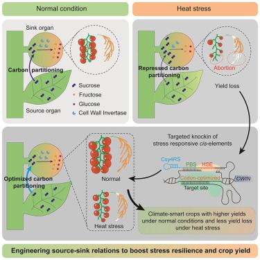 Engineering source-sink relations by prime editing confers heat-stress resilience in tomato and rice