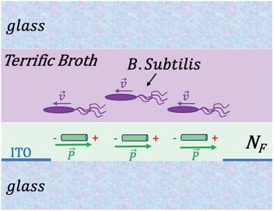 Directional Swimming of B. Subtilis Bacteria Near a Switchable Polar Surface
