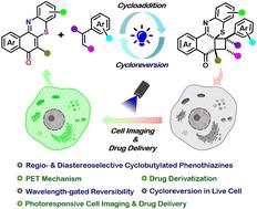 Regio- and diastereoselective synthesis of cyclobutylated phenothiazines via [2 + 2] photocycloaddition: demonstrating wavelength-gated cycloreversion inside live cells†