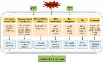 Melatonin and calcium synergistically improve salt tolerance in alfalfa (Medicago sativa. L)