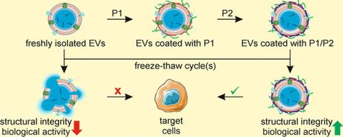 Polyelectrolytes Are Effective Cryoprotectants for Extracellular Vesicles.