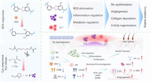 Dynamic Hyaluronic Acid Hydrogels for Comprehensively Regulating Inflammation, Angiogenesis, and Metabolism to Effectively Proheal Diabetic Wounds.