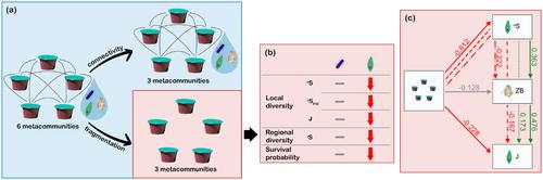 Connectivity Loss in Experimental Pond Networks Leads to Biodiversity Loss in Microbial Metacommunities