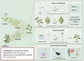 Licorice-wolfberry derived nanomaterials enhance sclerotinia stem rot resistance by activating JA-mediated immune response in rapeseed