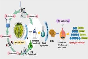 Improved xylooligosaccharides production from xylan extracted using ultrasound-assisted alcoholic deep eutectic solvent pretreatment of pineapple leaf waste