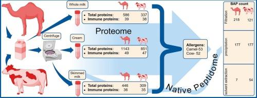 Beyond nutrition: Exploring immune proteins, bioactive peptides, and allergens in cow and Arabian camel milk