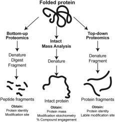 Emerging opportunities for intact and native protein analysis using chemical proteomics