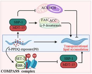 6-PPD quinone causes lipid accumulation across multiple generations differentially affected by metabolic sensors and components of COMPASS complex in Caenorhabditis elegans