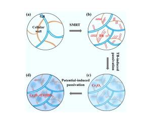 Corrosion enhancement of selective laser melted stainless steel by surface mechanical rolling treatment in fuel cell simulated environment