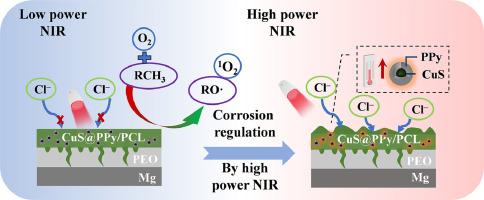 Near-infrared responsive polycaprolactone coatings for magnesium implants: Photodynamic antibacterial and controllable dissolution