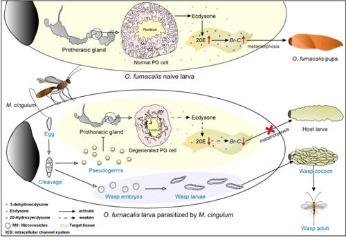 Pseudogerm of the parasitoid Macrocentrus cingulum suppresses host pupation by degenerating prothoracic gland and inhibiting the expression of Br-C in the host Ostrinia furnacalis