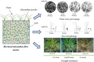 Plant growth adaptability improvement of bio-based miscanthus fibre mortar using superabsorbent polymer