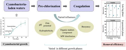 Cyanobacteria in late lag and exponential phases suit different pre-chlorination and coagulation strategies.